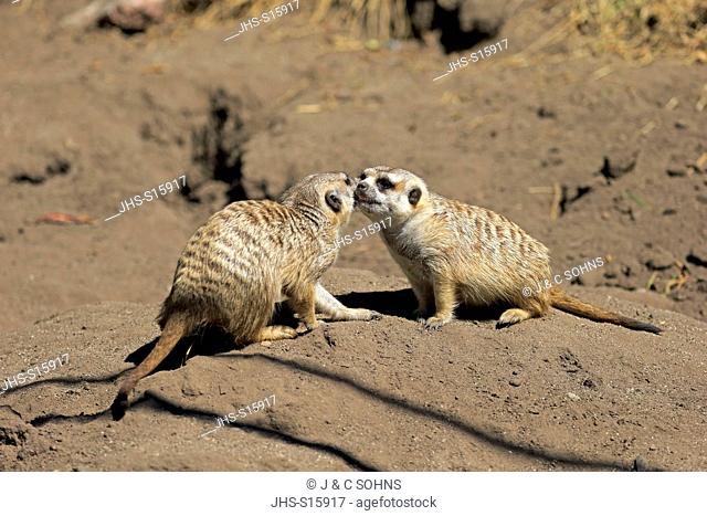 Suricate, (Suricata suricatta), couple social behaviour, Little Karoo, Western Cape, South Africa, Africa