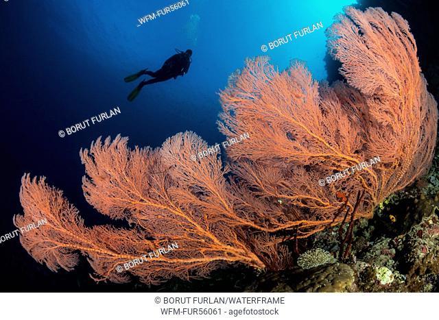 Red Sea Fan, Melithaea sp., Pantar, Alor Archipelago, Lesser Sunda Islands, Indonesia