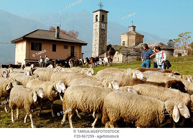 Descent from Alps pastures. Festa della Desnalpa. Settimo Vittone. Piedmont. Italy