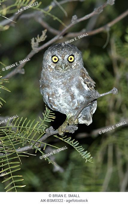 Adult Elf Owl (Micrathene whitneyi) in Brewster County, Texas, USA