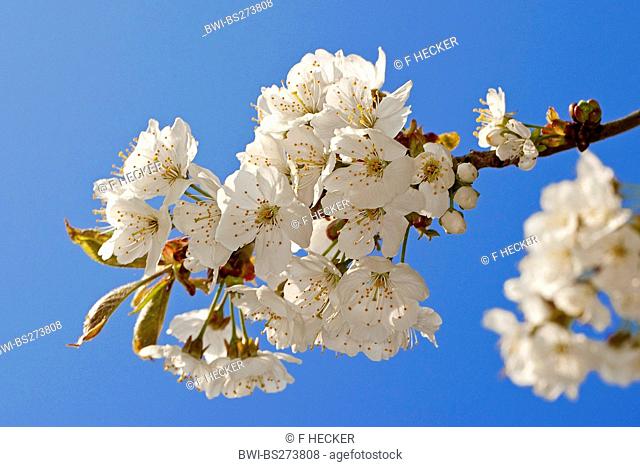 wild cherry, sweet cherry, gean, mazzard Prunus avium, blooming branch, Germany