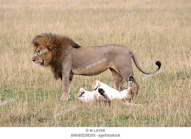 lion Panthera leo, mating behaviour, Kenya, Masai Mara National Park