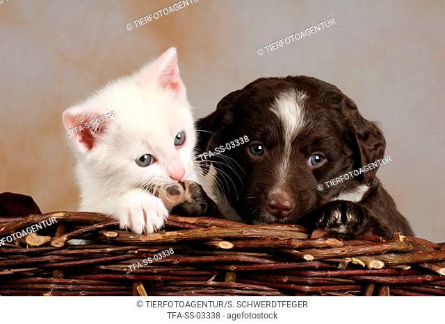 puppy & kitten