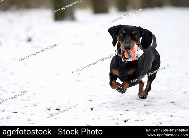 28 November 2023, Berlin: Dachshund Liv runs through the snow in Volkspark Rehberge with a ball in her snout. On Tuesday
