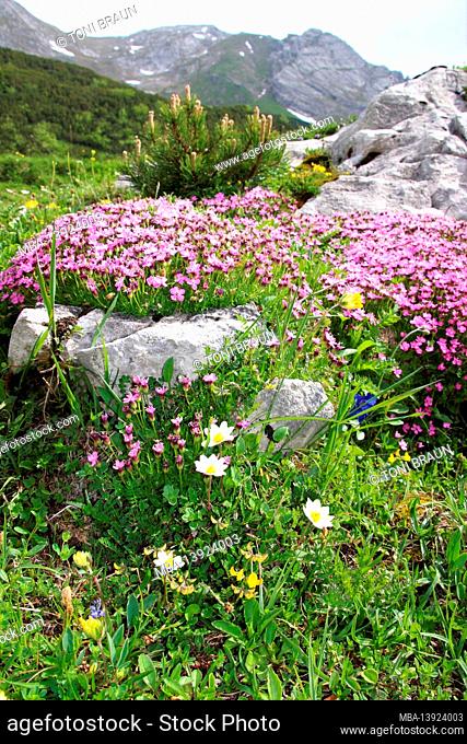 Impressive alpine flower meadow with clove or stemless ciliate (Silene acaulis), mountain pine (Pinus mugo), white silver arum (Dryas octopetala)