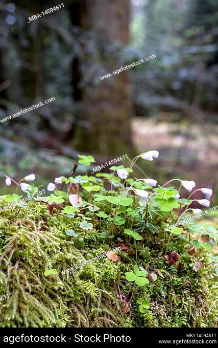 Europe, Germany, Southern Germany, Baden-Württemberg, Black Forest, wood sorrel in a forest area near Dobel in the Northern Black Forest