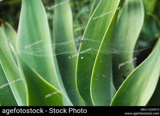 lion's tail Agave, Agave attenuata, Funchal, Madeira, Portugal, Europe