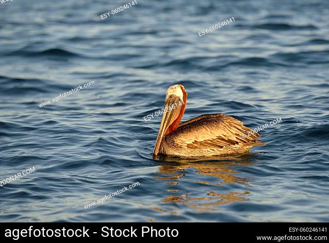 Brown Pelican (Pelecanus occidentalis), Elizabeth Bay, Isabela Island, Galapagos Islands, Ecuador