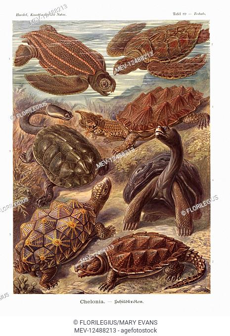 Chelonia: Leatherback turtle, Dermochelys coriacea, hawksbill turtle, Eretmochelys imbricata (critically endangered), Argentine snake-necked turtle