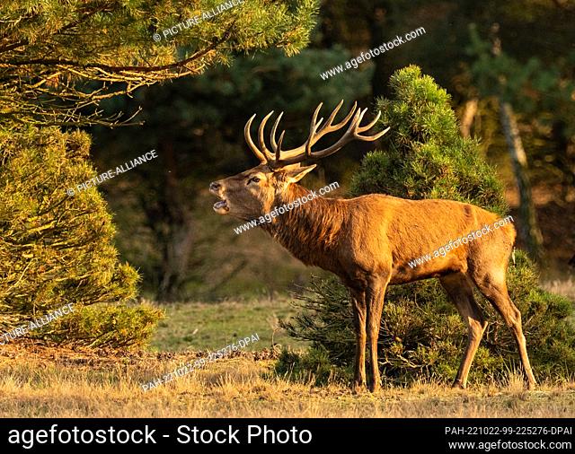 16 October 2022, Brandenburg, Trebbin: 16.10.2022, Trebbin. A capital red deer (Cervus elaphus) roars in the rutting season in the game reserve Glauer Tal