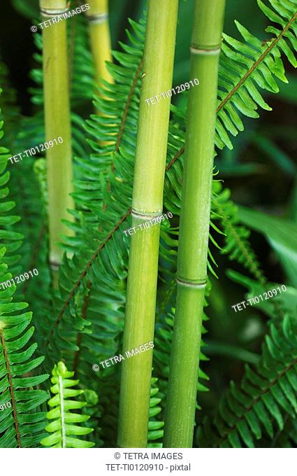 Close up of bamboo and ferns