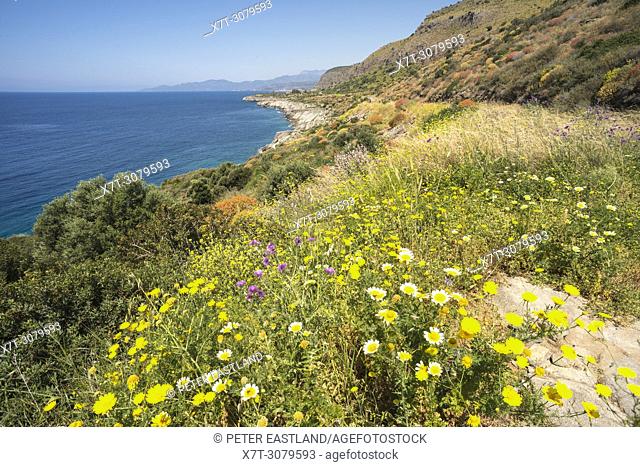 Wildflowers and unspoilt coastline near the fishing village of Trahila, in the Outer Mani, Southern Peloponnese, Greece
