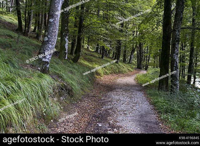 beech forest near Lizarrusti, GR 35 trail Altxonbide ibilbidea, Aralar natural park, Guipuzcoa-Navarra, Spain