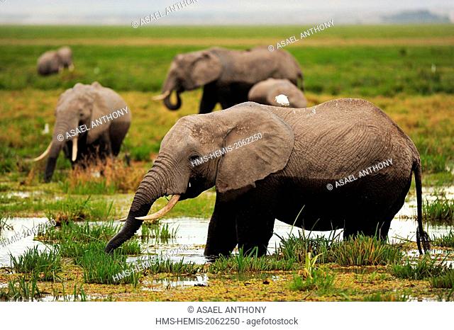 Kenya, Amboseli National Park, elephants (Loxodonta africana) in wet grassland in cloudy weather