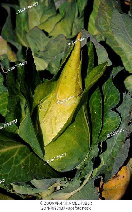 Brassica oleracea var. capitata f. alba, Spitzkohl, White cabbage