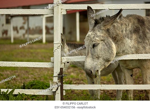 Donkey tries to feed himself by putting his head out of the fence