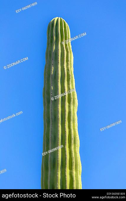 Mexikanischer Elefanten Kaktus Pachycereus pringlei