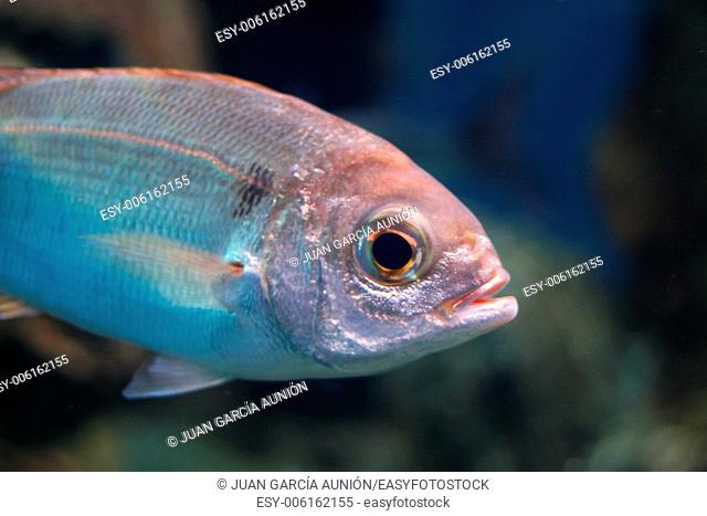 Fish of the Mediterranean coast, Oblada melanura
