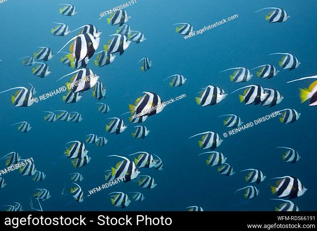 Shoal of Pennant Bannerfish, Heniochus diphreutes, North Male Atoll, Maldives