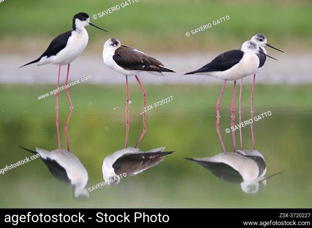 Black-winged Stilt (Himantopus himantopus), a small flock resting in the water, Campania, Italy
