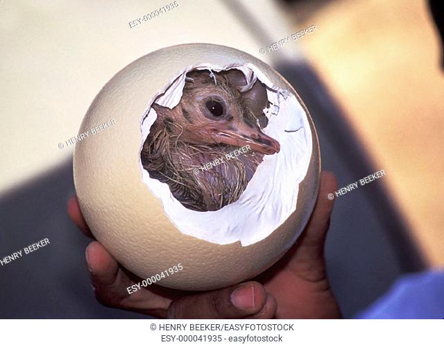 Baby ostrich (Struthio camelus) still in the egg shell