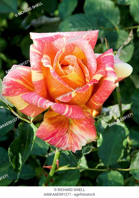 Ambossfunken Rose, Rosa hybrid tea, sport of Signora