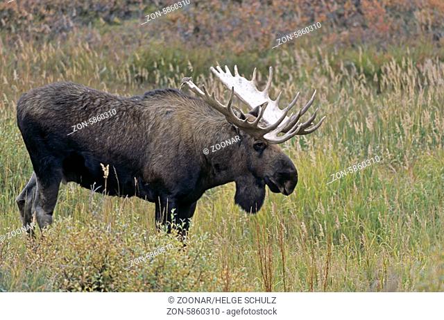 Elchschaufler in der Tundra - (Alaska-Elch) / Bull Moose standing in the tundra - (Alaska Moose) / Alces alces (gigas)