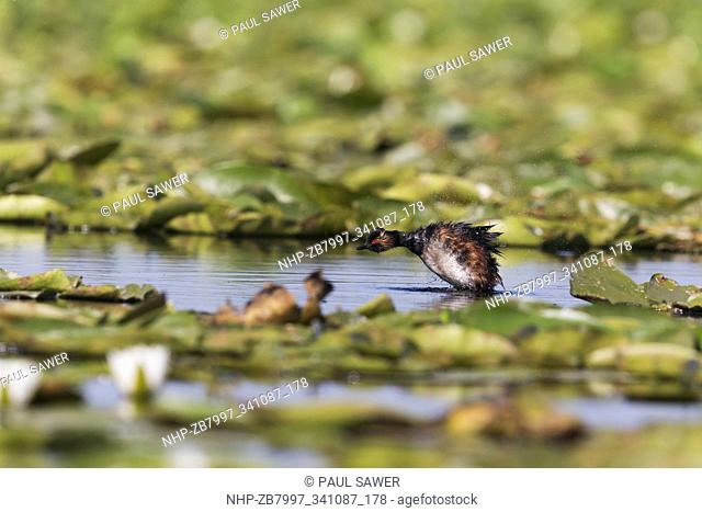 Black-necked Grebe (Podiceps nigricollis) adult, breeding plumage, shaking water from body while swimming, Danube Delta, Romania, June