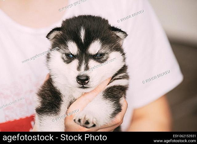 Four-week-old Husky Puppy Of White-gray-black Color Close Up Portrait