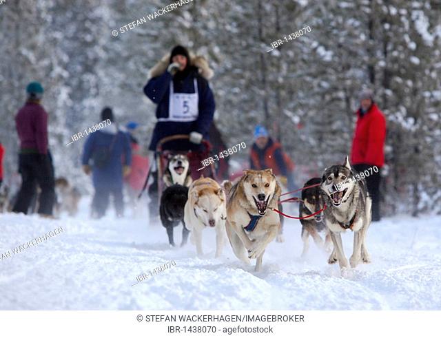 Running sled dogs, Alaskan Huskies, dog team, Carbon Hill dog sled race, Mt. Lorne, near Whitehorse, Yukon Territory, Canada