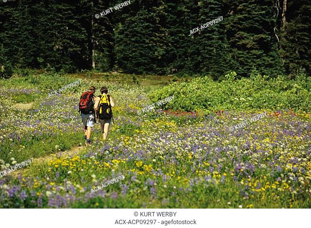 Hikers wallking through a carpet of wild flowers at Taylor Meadows, Garibaldi Provincial Park, British Columbia, Canada