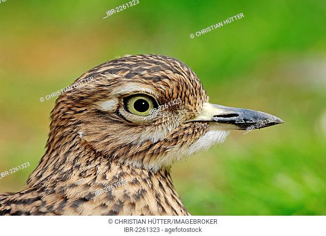 Spotted thick-knee (Burhinus capensis), portrait, found in Africa, captive, Netherlands, Europe