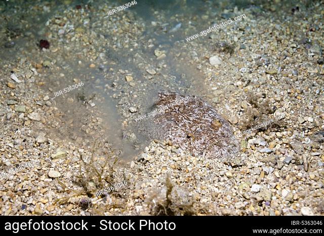 Star Gazer, Istria, Adriatic Sea, Croatia (Uranoscopus scaber), hidden, hiding