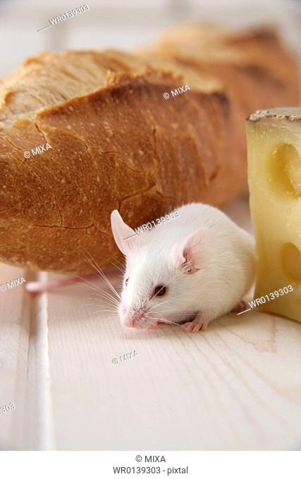A mouse walking among foods