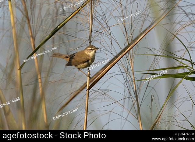 Paddyfield Warbler, Acrocephalus agricola, Maguri Beel, Southeast of Dibru Saikhowa National Park, Tinsukia district, Upper Assam, India