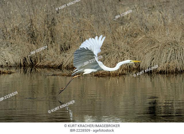 Great Egret, Great White Egret, Common Egret, or Great White Heron (Casmerodius albus, Syn.: Ardea alba), in flight, floodplains of the Danube, Lower Austria