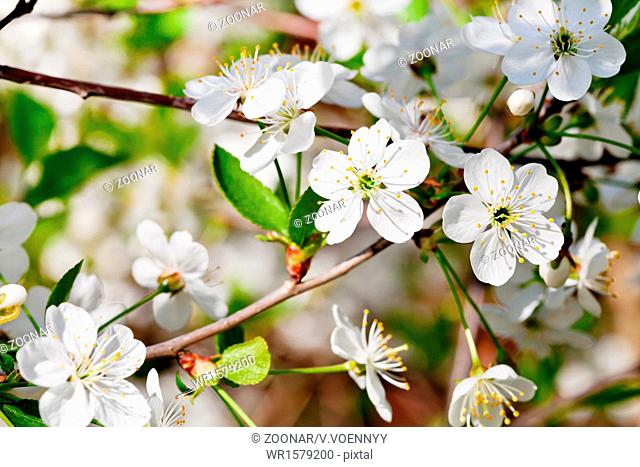 white cherry flowers on twig