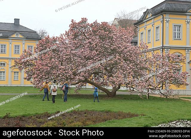09 April 2023, Thuringia, Gera: A magnolia tree blooms in the kitchen garden. Magnolias (Magnolia) are a genus of plants in the magnolia family (Magnoliaceae)