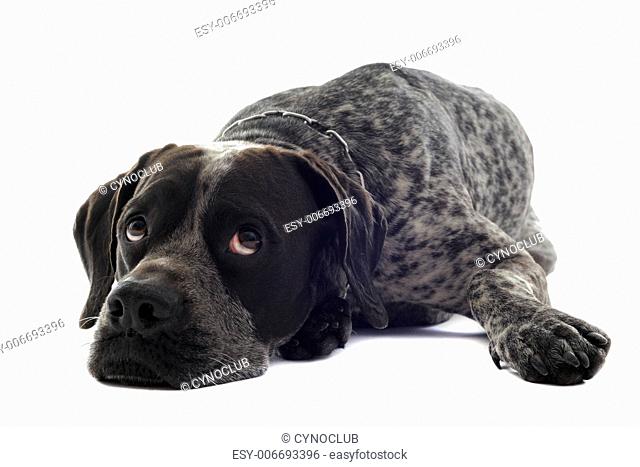 tired shorthaired pointer in front of white background