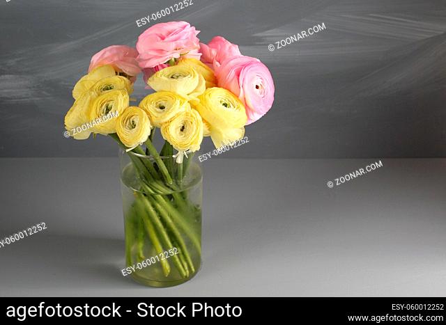 Multicolor buttercup, Ranunculus in the glass vase on the gray background