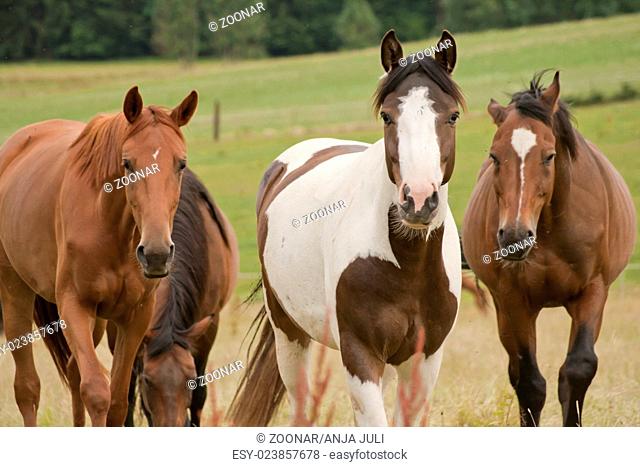 Three Horses look in the camera