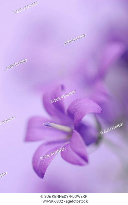 Campanula isophylla, Campanula, Bellflower, Italian bellflower, Purple subject, Purple background