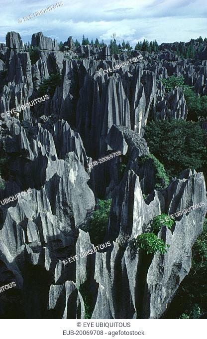 The Stone Forest. Grey limestone rock pinnacles