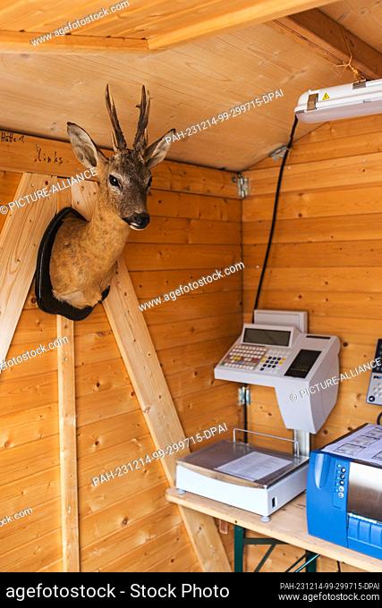 PRODUCTION - 29 November 2023, Baden-Württemberg, Offenburg: The taxidermied head of a deer hangs next to a scale in a wooden hut in a municipal building
