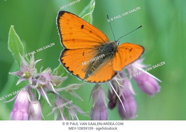 Large Copper Butterfly - Male on Comfrey flower (Lycaena dispar). The Wieden, Overijssel, The Netherlands