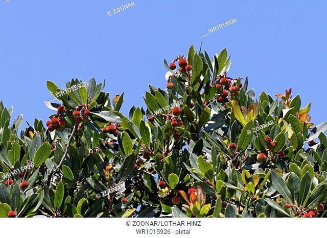 Arbutus unedo, Strawberry tree, Apple of Cain