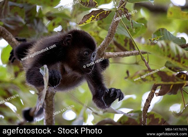A young howler monkey in a tree