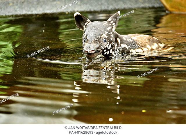 The four week old tapir baby bathing at the Gondwanaland at the zoo in Leipzig, germany, 28 June 2016. The Leipzig Zoo celebrates the 5th anniversary of the...