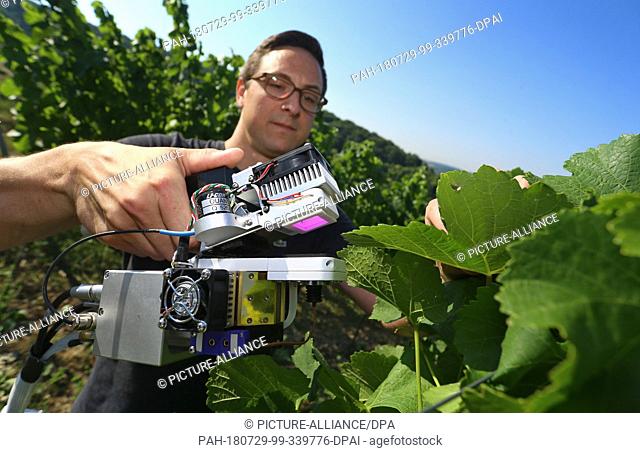 24.07.2018, Germany, Veitshoechheim: Daniel Hessdoerfer, irrigation expert for the Bavarian State Institute for Viticulture and Horticulture (LWG)