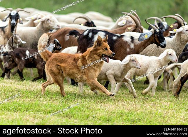 Old German Herding dog herding domestic sheeps and goats. Germany